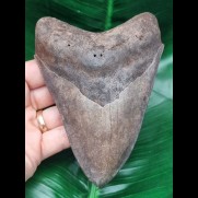 13.2 cm large tooth of the Megalodon with light enamel