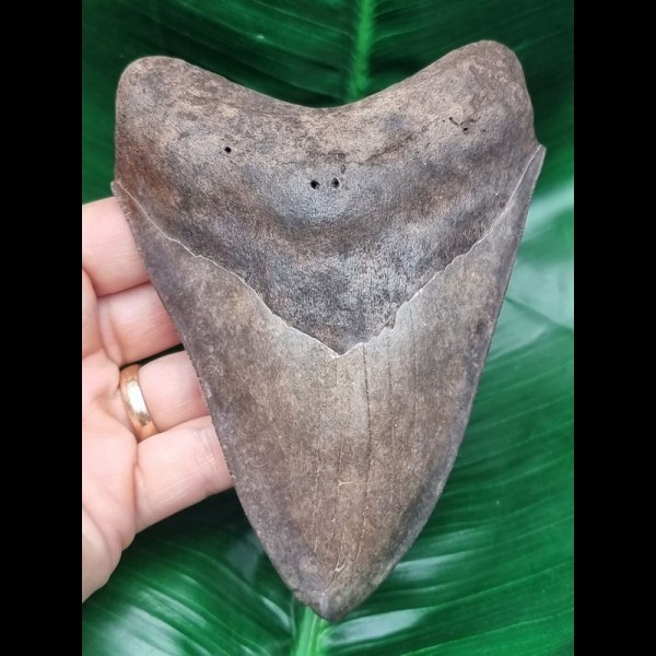 13,2 cm großer Zahn des Megalodon mit hellem Zahnschmelz
