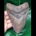 13,2 cm großer Zahn des Megalodon mit hellem Zahnschmelz