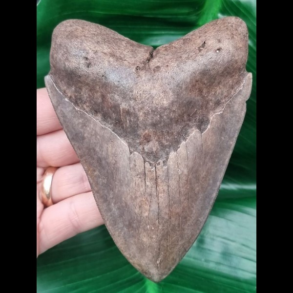 11,8 cm großer, breiter Zahn des Megalodon