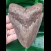 11,8 cm großer, breiter Zahn des Megalodon