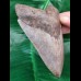 11,8 cm großer, breiter Zahn des Megalodon