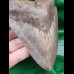 11,8 cm großer, breiter Zahn des Megalodon