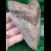 11,8 cm großer, breiter Zahn des Megalodon