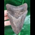 10,3 cm grauer, dunkler Zahn des Megalodon