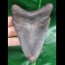 10,3 cm grauer, dunkler Zahn des Megalodon