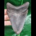 10.3 cm grey, dark tooth of the Megalodon