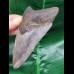 10,3 cm grauer, dunkler Zahn des Megalodon