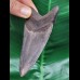 10,3 cm grauer, dunkler Zahn des Megalodon