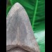 10,3 cm grauer, dunkler Zahn des Megalodon