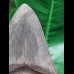 10.3 cm grey, dark tooth of the Megalodon