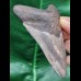 10,3 cm grauer, dunkler Zahn des Megalodon