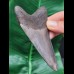 10,3 cm grauer, dunkler Zahn des Megalodon