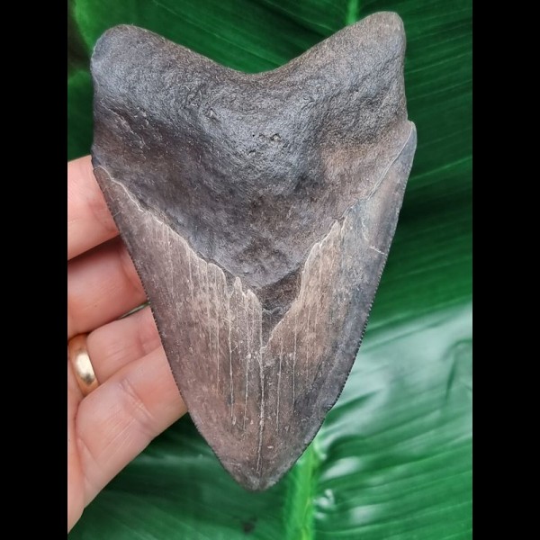 11,0 cm graublauer Zahn des Megalodon