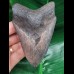 11.0 cm grey-blue tooth of the Megalodon