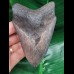 11,0 cm graublauer Zahn des Megalodon