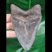 11,0 cm graublauer Zahn des Megalodon