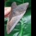 11.0 cm grey-blue tooth of the Megalodon