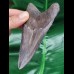 11,0 cm graublauer Zahn des Megalodon