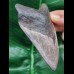 11,0 cm graublauer Zahn des Megalodon