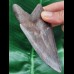 11.0 cm grey-blue tooth of the Megalodon