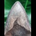 11,0 cm graublauer Zahn des Megalodon
