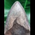 11.0 cm grey-blue tooth of the Megalodon
