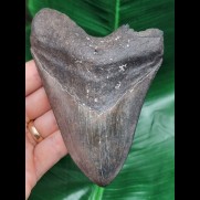 12.5 cm large dark tooth of the Megalodon
