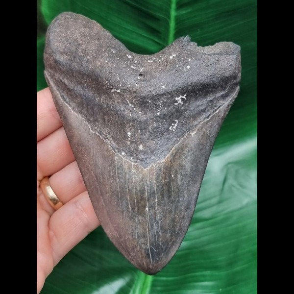 12.5 cm large dark tooth of the Megalodon