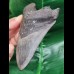 12.5 cm large dark tooth of the Megalodon