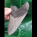 12.5 cm large dark tooth of the Megalodon