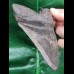 12.5 cm large dark tooth of the Megalodon