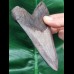 12.5 cm large dark tooth of the Megalodon