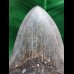 12.5 cm large dark tooth of the Megalodon