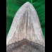12.5 cm large dark tooth of the Megalodon