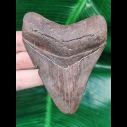 9.3 cm sharp tooth of the Megalodon