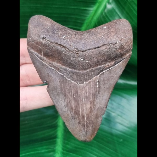 9.3 cm sharp tooth of the Megalodon