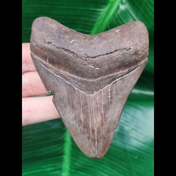 9,3 cm scharfer Zahn des Megalodon