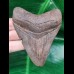 9,3 cm scharfer Zahn des Megalodon