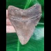 9,3 cm scharfer Zahn des Megalodon