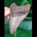 9,3 cm scharfer Zahn des Megalodon