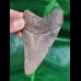 9,3 cm scharfer Zahn des Megalodon