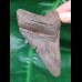 9,3 cm scharfer Zahn des Megalodon