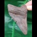 9.3 cm sharp tooth of the Megalodon