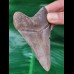 9,3 cm scharfer Zahn des Megalodon