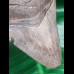 9.3 cm sharp tooth of the Megalodon