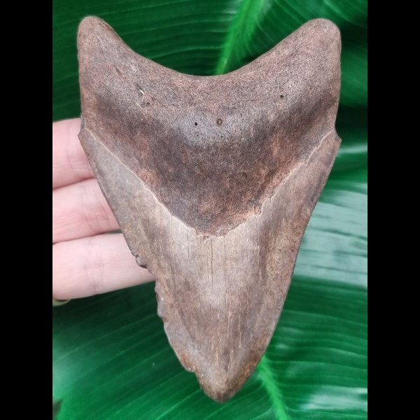 11,6 cm dolchförmiger Zahn des Megalodon