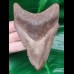 11,6 cm dolchförmiger Zahn des Megalodon