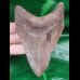 11.6 cm dagger-shaped tooth of the Megalodon