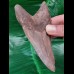 11,6 cm dolchförmiger Zahn des Megalodon